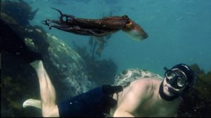La sagesse de la pieuvre, documentaire