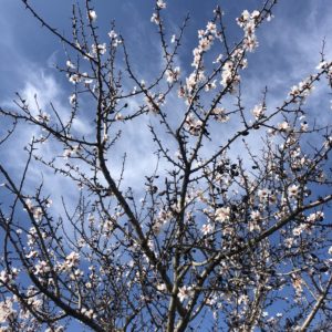 Pré-printemps, blog quiqua